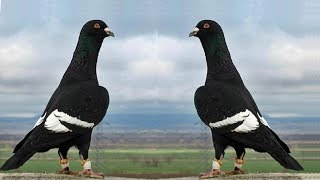 Вот это Голуби - Сирийские Красавцы / Syrian Pigeons in Kazakhstan (Физули , г Алмата.Казахстан)