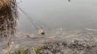 сетка