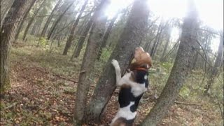 HUNT MARTEN! Работа гончей по кунице!
