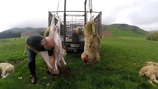 New Zealand homekill