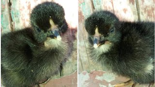 Как определить пол цыпленка в суточном возрасте / сексирование цыплят / петушок или курочка