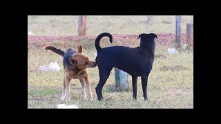 SummerDogs!! Cambodia Carolina Dog Meeting Old English Sheepdog In Khnar Village