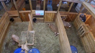 LIVE Goat Cam - 12 Kids and Counting!