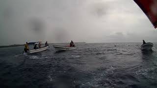 003 Занзибар КУПАНИЕ С ДЕЛЬФИНАМИ ныряли с дельфинами Zanzibar swam and dive with dolphins