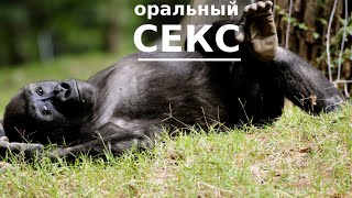Кунилингус. Что будет, если сделать кунилингус после возвращения из  командировки