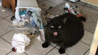 Funniest ???? Cats And ???? Dogs Videos - Try Not To Laugh Challange ????