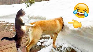 БЕССТЫЖИЕ ЖИВОТНЫЕ КОТОРЫЕ ПЕРЕШЛИ ВСЕ ГРАНИЦЫ СМЕШНЫЕ КОТЫ и КОШКИ