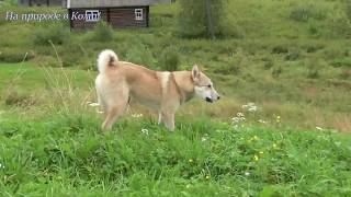 С Туланом на горку /Лайки Олега  #31/