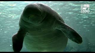 New Manatees First Time in the Main Pool in Manatee Springs - Cincinnati Zoo