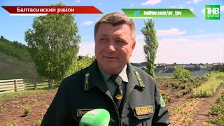 Татарстан атакует непарный шелкопряд: без урожая плодовых рискуют остаться тысячи садоводов