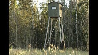 Медведь вышел на поля и забрался на охотничью вышку | Film Studio Aves