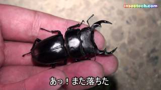 オオクワガタ２♂♂ゲット！
