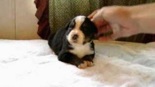 Talking Bernese Mtn Dog Puppy