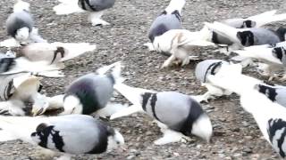 Taklacı güvercin pigeon kabutar