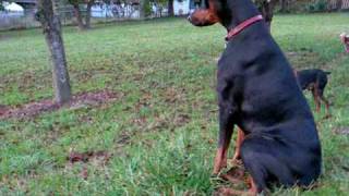 My doberman pinscher