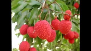 Как вырастить личи