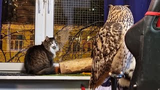 Очень хищный кот Мурлок охотится на гусениц под присмотром совы Ёль. Синабонов подвезли!