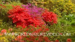Colourful flowers, Nature Video Stock Footage_0808
