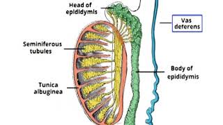 Male reproductive organs