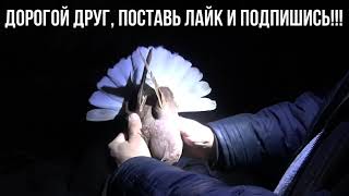 Отличный подарок!