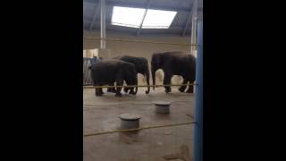 Как занимаются сексом слоны / How elephants have sex