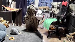 Тайная жизнь совы. Кто на самом деле поддерживает порядок в доме? Сова - хозяюшка!
