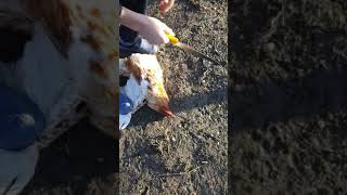 Chicken slaughter