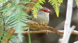 Australian Bird - Red-browed Finch