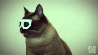 Dab step коте