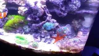 Sera Marin Biotop Cube 130 - LED 278 W - kleines Update August 2014
