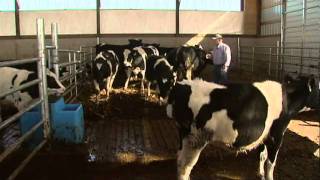 Loading Dairy Cattle - Transporting Cattle (BQA)