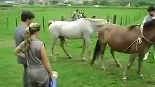 Girl first Horse Mating Horses Breeding