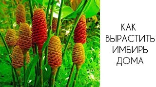 Как вырастить имбирь дома