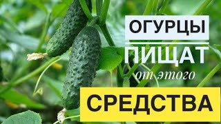 Подкормка для огурцов. Огурцы пищат от такого средства!