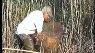 Pesca d'anguila i cranc