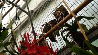 Посещение теплицы орхидей  Visit the orchids greenhouse