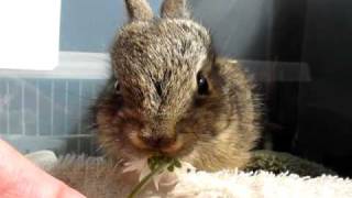 Baby wild bunny eats a daisy, Animal Advocates, Mary Cummins