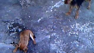 briga 001