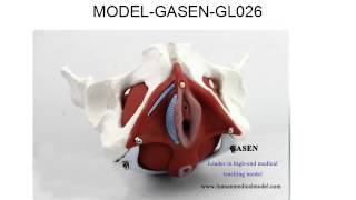 ЖЕНСКИЕ ПОЛОВЫЕ ОРГАНЫ МАЛОГО ТАЗА И ОРГАНА МОДЕЛЬ ЧЕЛОВЕКА GASEN GL026（副本）