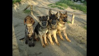 Приучение собаки к наморднику