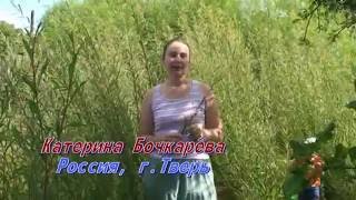 Купить черенки сортовой ивы. Лозоплетение. Плетение из лозы.