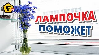 КАК СДЕЛАТЬ ВАЗУ ИЗ ЛАМПОЧКИ