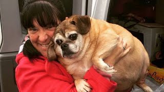 Sad, obese shelter dog sheds half of her 'Jabba the Hutt' body