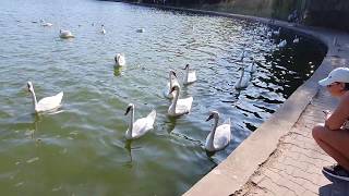 Lebede neptun-olimp 2019