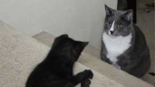Really Mad Cat is Not Amused
