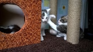 Домик с когтеточкой для вашего котика . Как сделать самому .