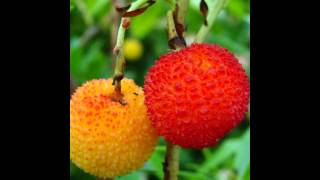 ЗЕМЛЯНИЧНОЕ ДЕРЕВО  (ARBUTUS)  сем. Вересковые