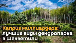 Каприз миллиардера: лучшие виды дендропарка в Шекветили