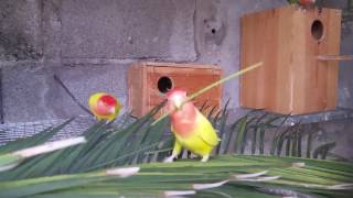 Agapornis do Ramiro