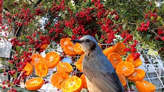 ピラカンサとエサ場の野鳥たち　４Ｋ Ｇｏｐｒｏ８ 熱暴走防止対策をして ８時間連続撮影 編集動画 ＥＮＤ
